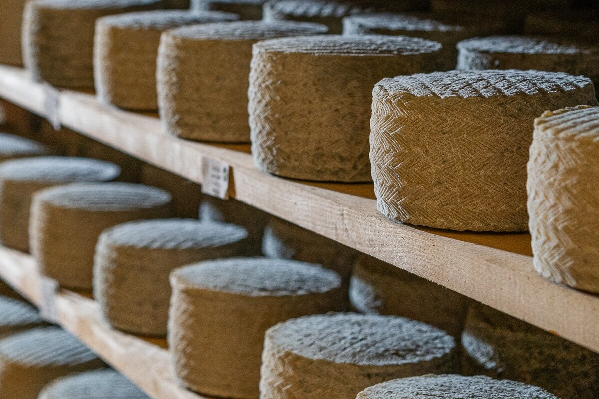 El Bucarito's goat cheese wheels.jpg